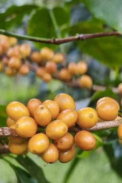 Coffee beans ripening Foto stock