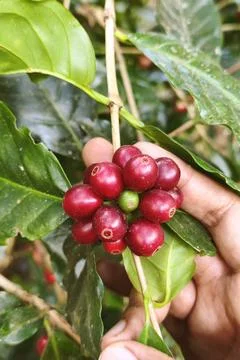Coffee beans ripening Fotos de archivo