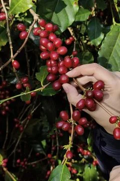 Coffee beans ripening Photos