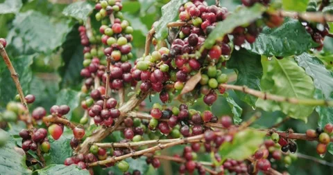 Coffee beans ripening on the tree, fresh coffee, red berry branch Stock Footage 169557960