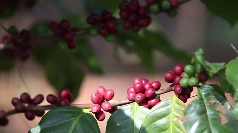 Coffee beans ripening on tree in North of thailand Stock Footage 47419085