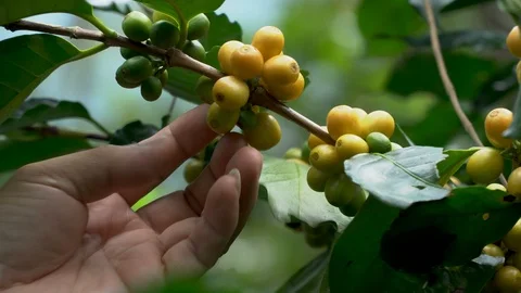 Coffee beans ripening on tree in North of thailand Stock Footage 104504782