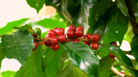 Coffee beans ripening on tree in North of thailand Stock Footage 104522818