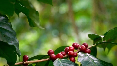 Coffee beans ripening on tree in North of thailand Stock Footage 104522842