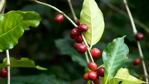 Coffee beans ripening on tree in North of thailand Stock Footage 104595174