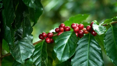 Coffee beans ripening on tree in North of thailand Stock Footage 104597830