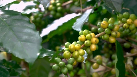 Coffee beans ripening on tree in North of thailand Stock Footage 105983108