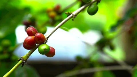 Coffee beans ripening on tree in North of thailand Stock Footage 107177410