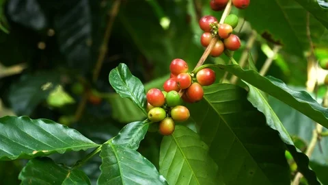 Coffee beans ripening on tree in North of thailand Stock Footage 107842801