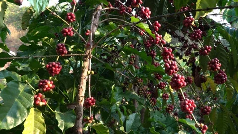 Coffee beans ripening on tree in North of thailand Stock Footage 124768025