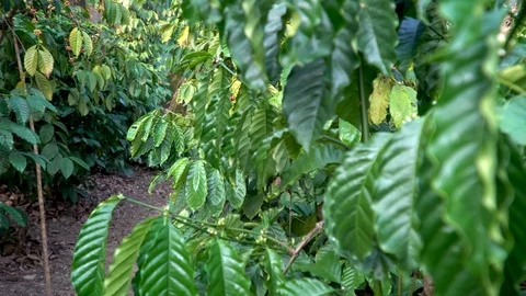 Coffee beans ripening on tree in North of thailand Stock Footage 124768053