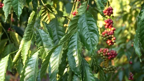 Coffee beans ripening on tree in North of thailand Video stock 124768273