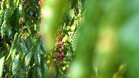 Coffee beans ripening on tree in North of thailand Video stock 125115011