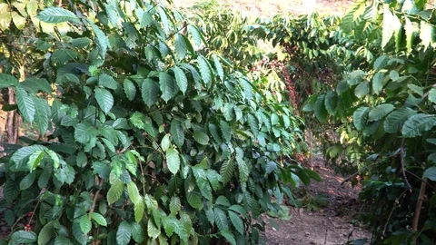 Coffee beans ripening on tree in North of thailand Stock Footage 125463899