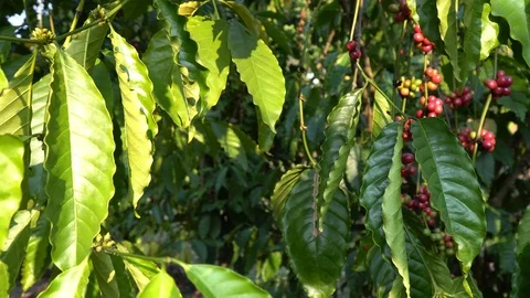 Coffee beans ripening on tree in North of thailand Stock Footage 125464122