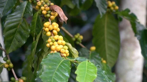 Coffee beans ripening on tree in North of thailand Stock Footage 125465250