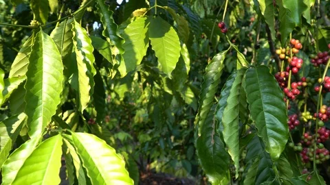 Coffee beans ripening on tree in North of thailand Stock Footage 125934670
