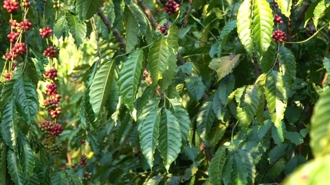Coffee beans ripening on tree in North of thailand Stock Footage 125934774