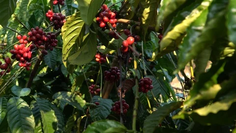 Coffee beans ripening on tree in North of thailand Stock Footage 125935041