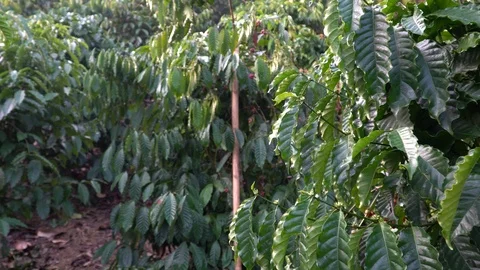 Coffee beans ripening on tree in North of thailand Stock Footage 126689039