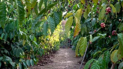 Coffee beans ripening on tree in North of thailand Stock Footage 127874012