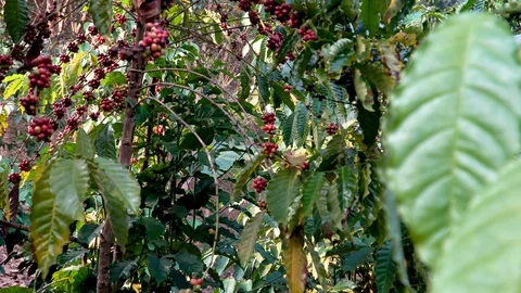 Coffee beans ripening on tree in North of thailand Stock Footage 129664258