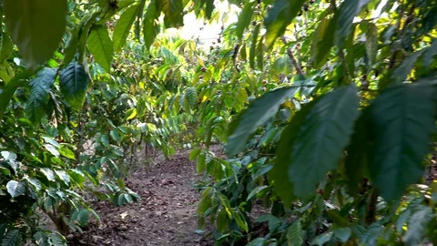 Coffee beans ripening on tree in North of thailand Stock Footage 129664893