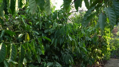 Coffee beans ripening on tree in North of thailand Video stock 134386305