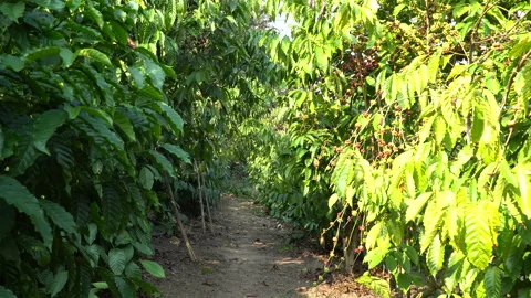 Coffee beans ripening on tree in North of thailand Video stock 134386579