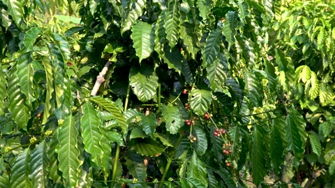 Coffee beans ripening on tree in North of thailand Stock Footage 138073666