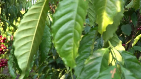 Coffee beans ripening on tree in North of thailand Stock Footage 138073719