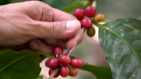 Coffee beans ripening on tree in North of thailand Stock Footage 140840295