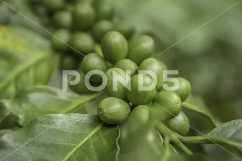 Coffee beans ripening on tree in North of thailand. fresh coffee cherry Stock Photos