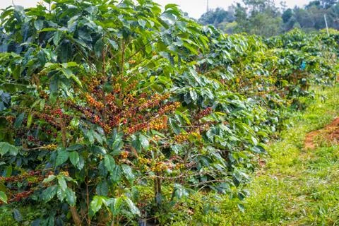 Coffee beans ripening on tree Stock Photos