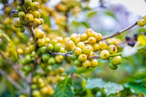 Coffee beans ripening on tree Stock Photos