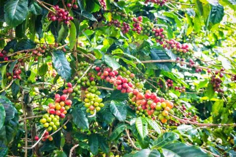 Coffee beans ripening on tree Stock Photos