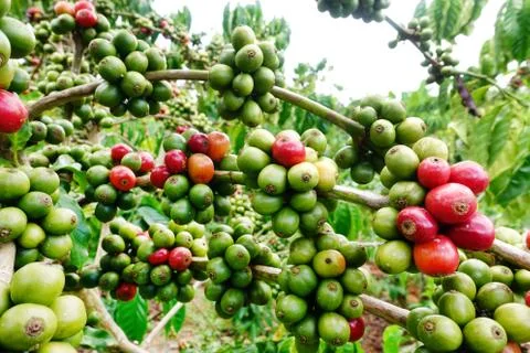 Coffee beans ripening on a tree Stock Photos