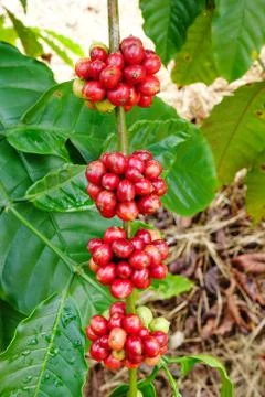 Coffee beans ripening on a tree Stock Photos