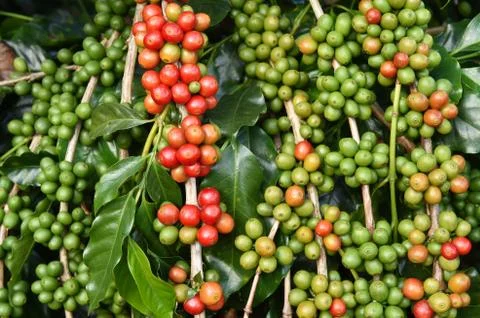 Coffee beans ripening on a tree Foto stock