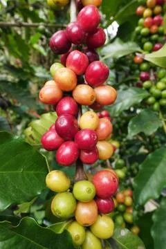 Coffee beans ripening on a tree Stockfoto's