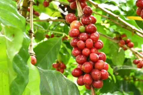 Coffee beans ripening on a tree Stockfoto's