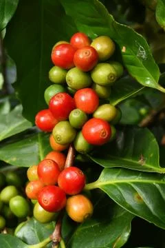 Coffee beans ripening on a tree Stockfoto's