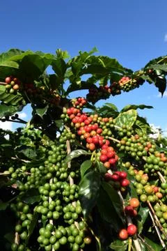 Coffee beans ripening on a tree Stock Photos