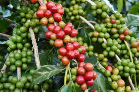 Coffee beans ripening on a tree Stock Photos
