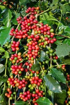 Coffee beans ripening on a tree Stock Photos