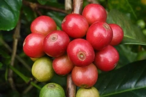 Coffee beans ripening on a tree Stock Photos