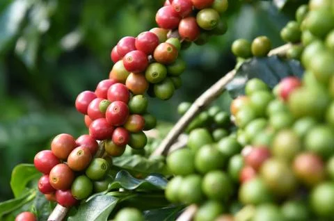 Coffee beans ripening on a tree 스톡 사진