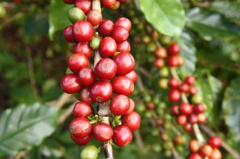Coffee beans ripening on a tree Stockfoto's