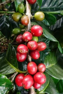 Coffee beans ripening on a tree Stock Photos