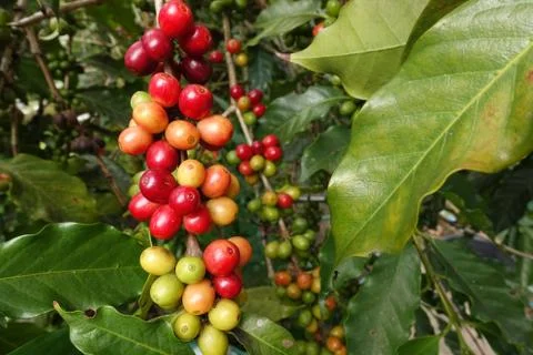 Coffee beans ripening on a tree Stock-Fotos